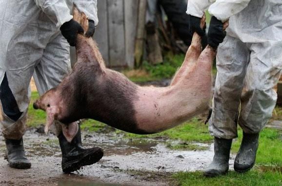 Африканская чума свиней из Польши