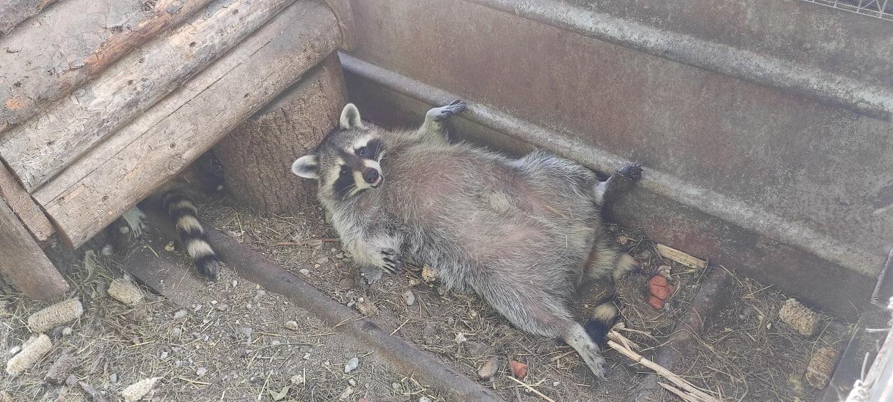 Строители из Санкт-Петербурга полностью восстановили зоопарк Мариуполя.