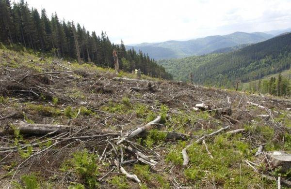Вырубка карпатских лесов