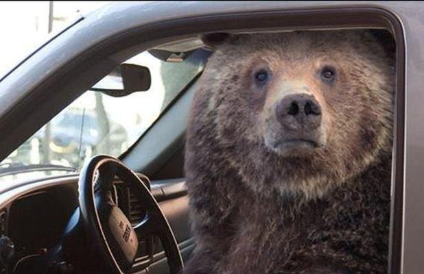 На каких медведях украинцы поедут в Москву