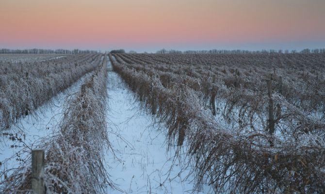 Виноградники Молдовы зимой