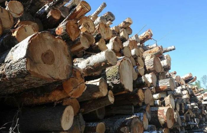 Европейцы принялись рубить леса на дрова