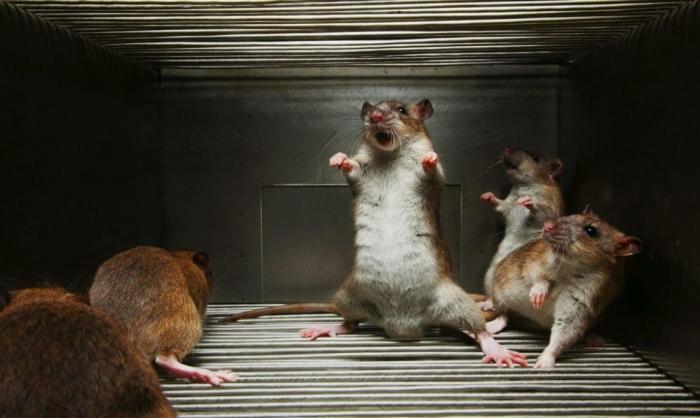 Межвидовая грызня. Украинские крысы обмениваются укусами 
