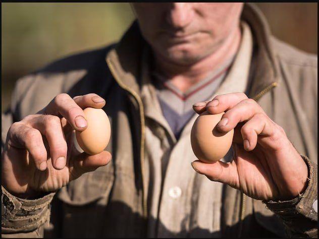 Начав войну с украинским зерном, польские фермеры решили взяться и за яйца