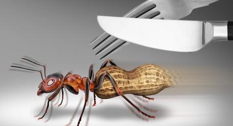 В Америке предлагают пустить муравьёв на чипсы