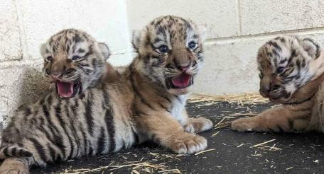 Зоозащитники из организации PETA подали уголовную жалобу на зоопарк Лейпцига за решение его руководства усыпить трёх новорожденных амурских тигрят.