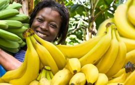 Россия – Эквадор: бананы – оружие дипломатии