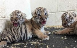 Зоозащитники из организации PETA подали уголовную жалобу на зоопарк Лейпцига за решение его руководства усыпить трёх новорожденных амурских тигрят.